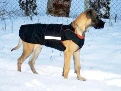 GREAT DANE SOFTSHELL DOG COAT / MADE TO ORDER