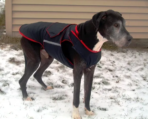 GREAT DANE SOFTSHELL DOG COAT / MADE TO ORDER